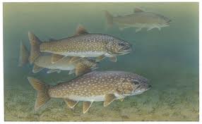 Jigging for Lakers- Things to Keep in Mind